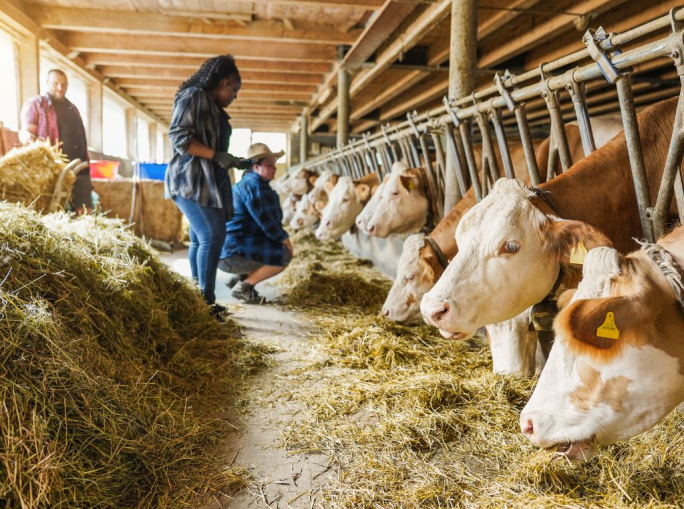 La lobby della carne prepara l’attacco al nuovo studio Lancet sulle diete sostenibili