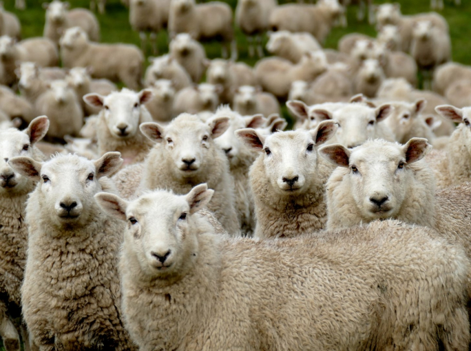 Lana italiana: una filiera da riscoprire in ottica circolare