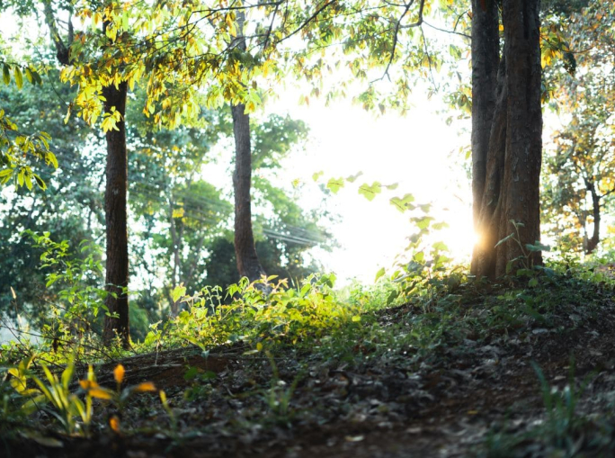 Certificati Bianchi e cogenerazione per la transizione energetica
