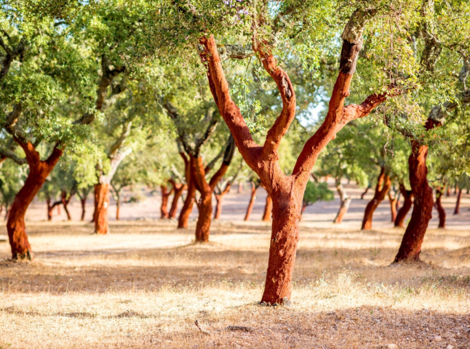 Lebiu, biobased materials from cork waste in Sardinia