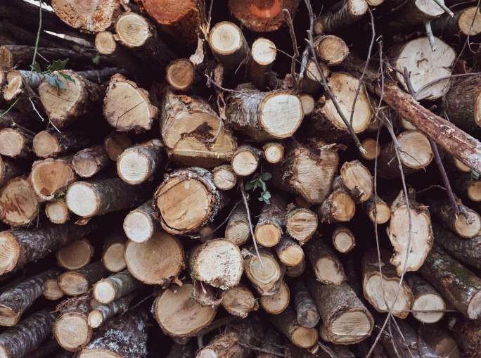 La biomassa legnosa salverà il Pianeta