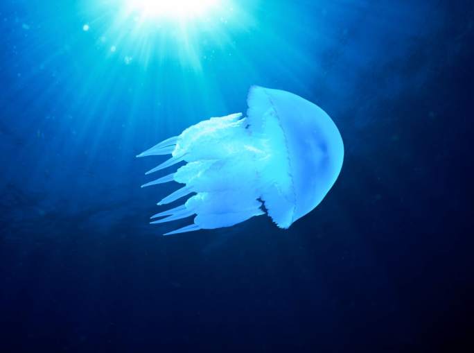 Il mondo subacqueo e la valorizzazione sostenibile del turismo sottomarino