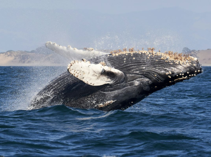 Dalle balene agli algoritmi: l'America Latina può guidare un'AI ispirata alla natura