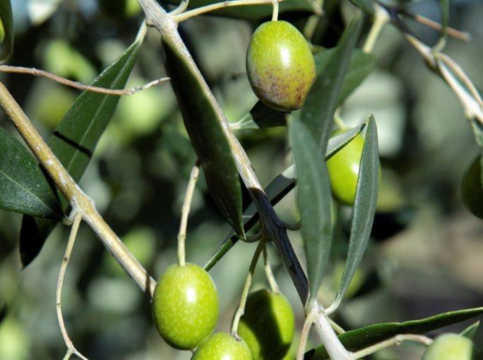 Per un olio d’oliva più sostenibile e tracciabile. Il percorso di Monini