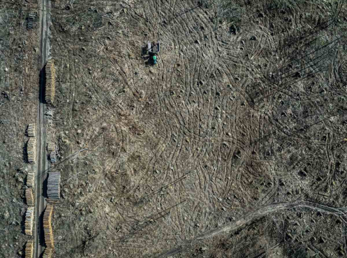 Perdita di biodiversità in America Latina, il peso del commercio internazionale