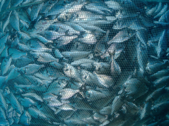 Pesca insostenibile: chi sta svuotando il Mediterraneo?