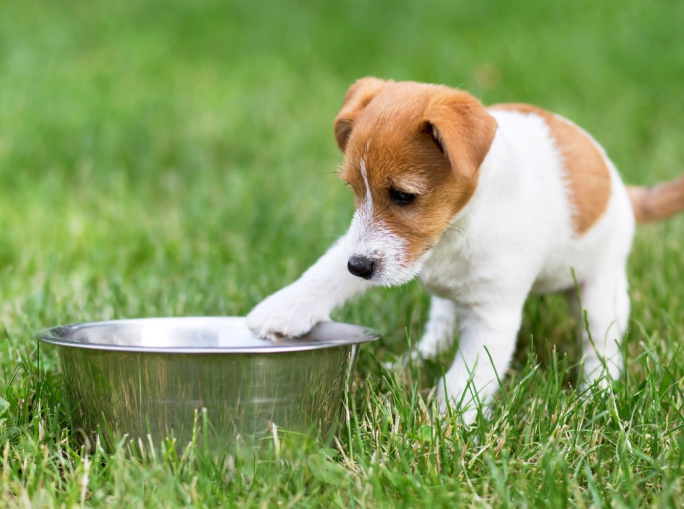 Startup: Real Bowl, pet food pronto e fresco a domicilio