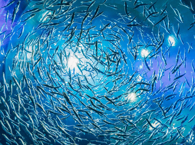 Acquacoltura sostenibile? Non per i pesci: il loro benessere non è garantito