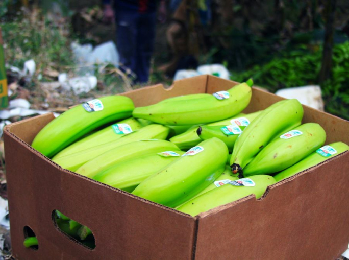 Etichette alimentari compostabili: accordo globale tra produttori e compostatori