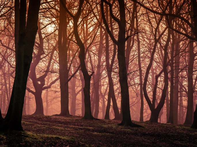 Quando le energie rinnovabili causano la “sindrome della foresta vuota”