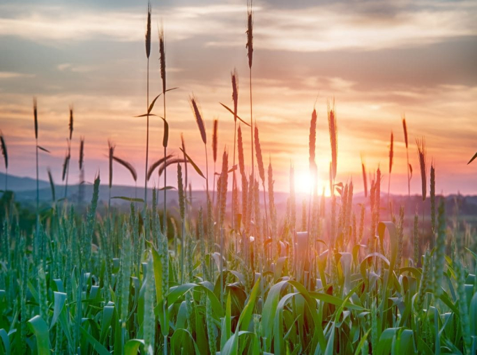 Quattordici cluster europei della bioeconomia lanciano una nuova Alleanza