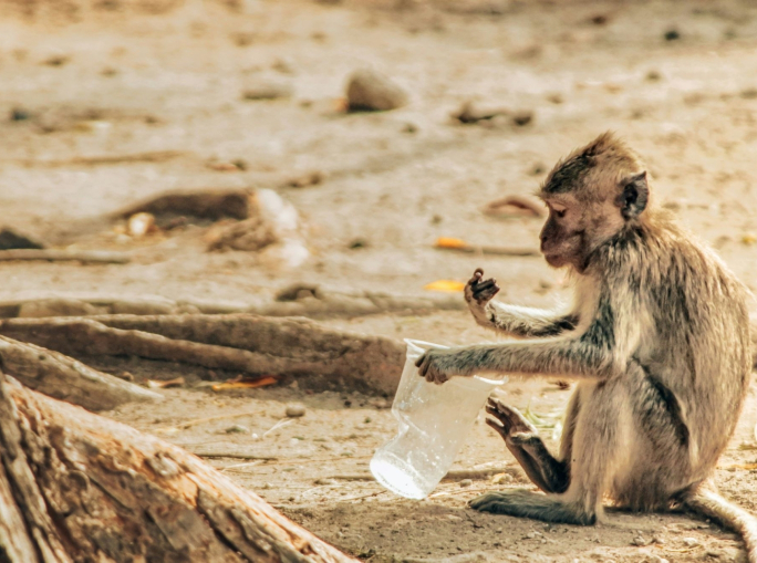 Planet vs Plastic, the Hidden Cost of an Unwise Use