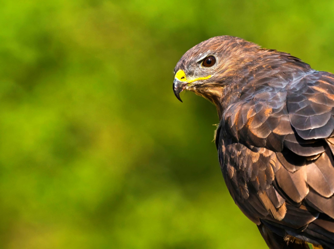 Biodiversità, è nato il primo centro di ricerca italiano