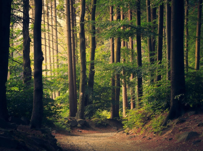 Registro dei crediti di carbonio forestali, un passo avanti per il clima e per i boschi