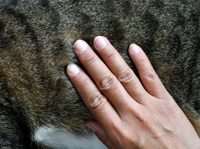 Relazioni, umani e altri animali: un evento per riflettere su chi siamo