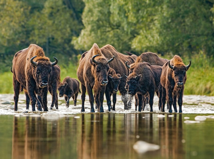 Rewilding: Meaning and Benefits of Active Ecological Restoration