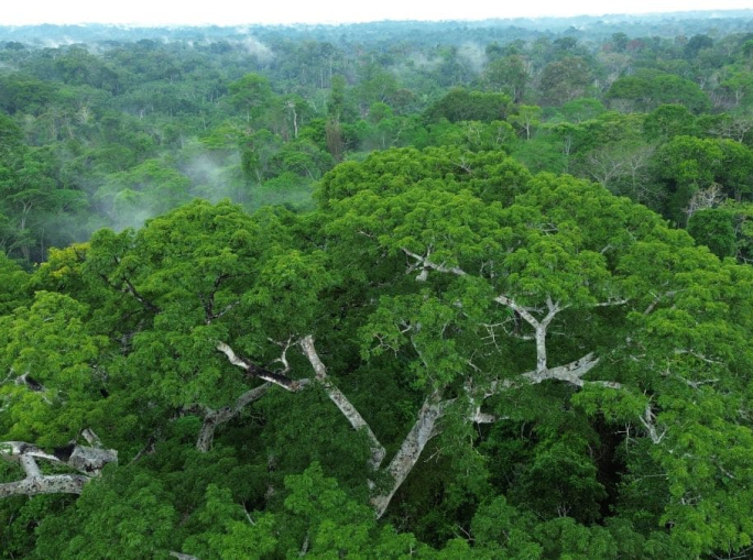 Rigenerare la foresta amazzonica, l’impegno di Satorisan