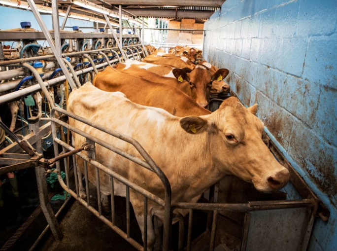 COP29, WAP: “Il nostro sistema alimentare è iniquo e insostenibile”