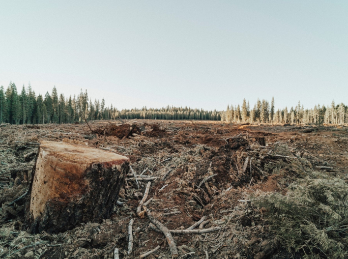 Le banche che finanziano la deforestazione