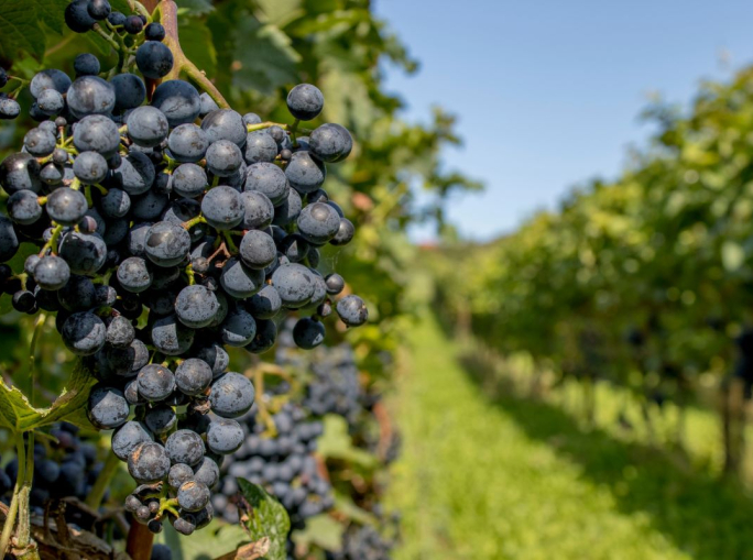 L’economia circolare dell’uva