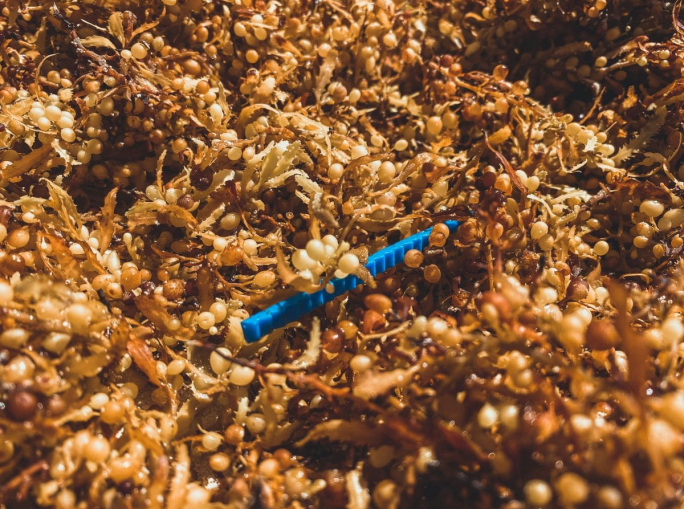 Sargassi, da specie fuori controllo a opportunità di investimento circolare