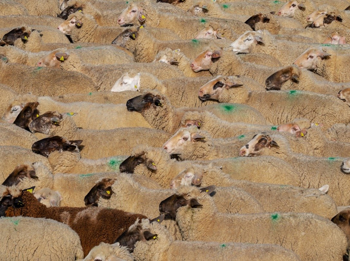 Carne: con Cattlechain si colma il divario tra allevatori e consumatori