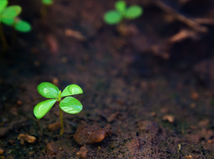 La bioeconomia circolare può salvare il suolo, ma serve una spinta normativa