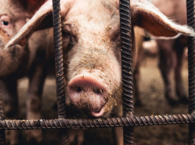 Spagna, sentenza storica: gli allevamenti intensivi violano i diritti umani