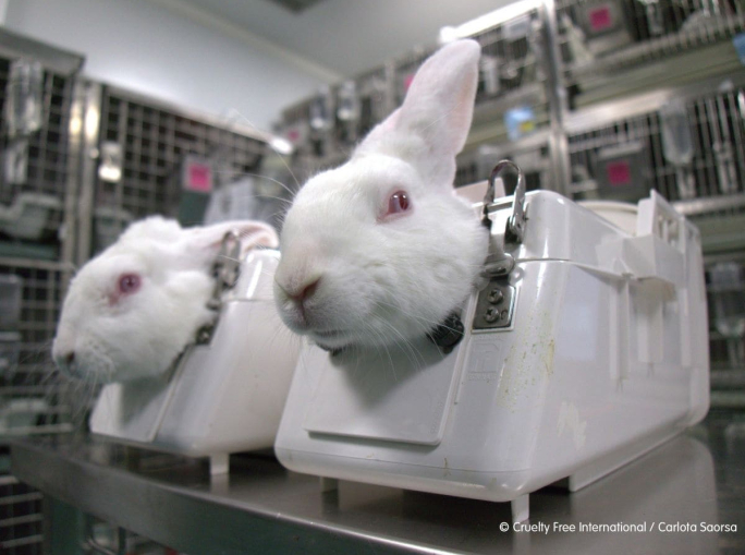 Animal Testing: A Still Necessary Evil?