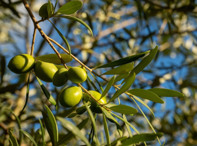 Startup, Ager Oliva: rigenerazione degli uliveti abbandonati della Toscana