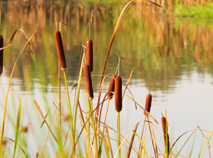 Startup, Elementerre: l’edilizia del futuro con terra cruda e lisca
