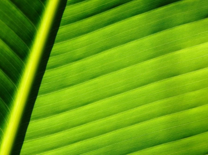 Startup, assorbenti biodegradabili in fibra di banano con Saathi Pads