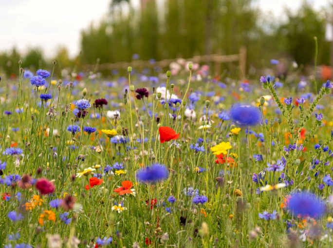 Il primo dottorato italiano sulla biodiversità
