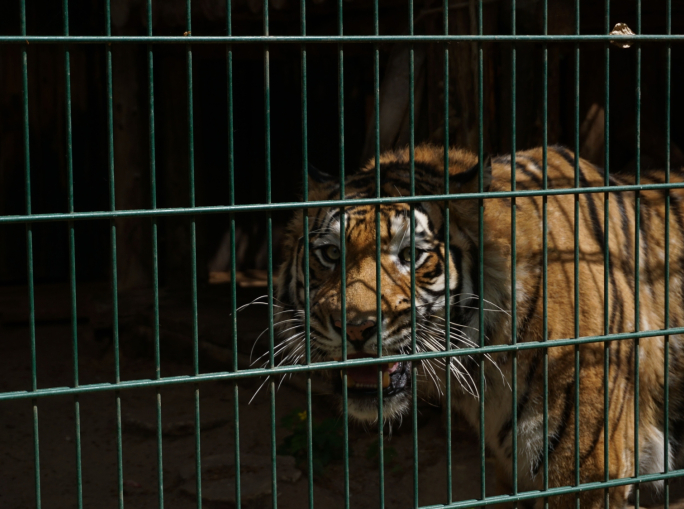 Trafficanti di natura: il libro che fa luce sul saccheggio di specie protette