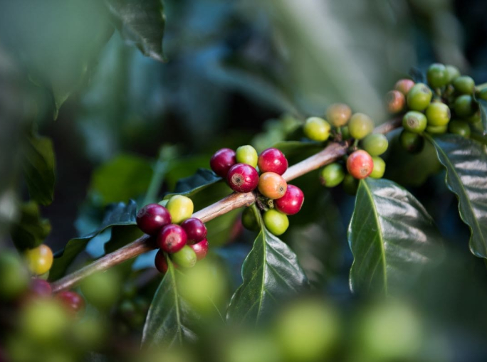 A Circular Vision for Coffee Is an Opportunity for the Global South