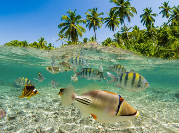 Latin America's Potential to Lead the Transition to a Sustainable Blue Economy