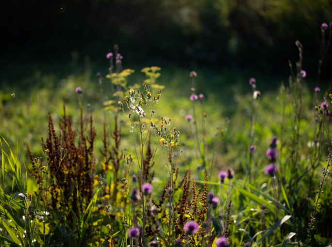 Agromining: e se coltivassimo i metalli?