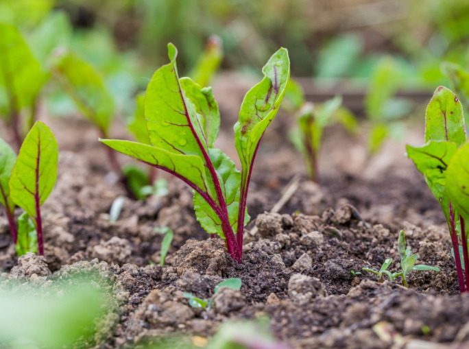 Regolamento CRCF: un'alternativa credibile per l'Europa