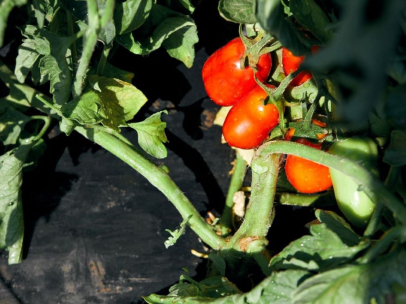 Novamont’s Bioeconomy for Farming