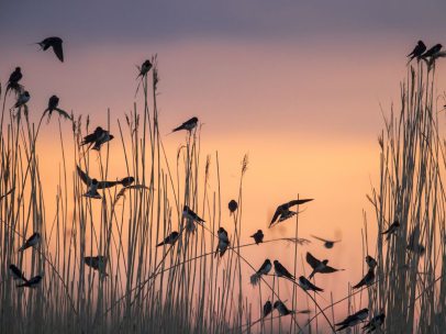 COP15: 40 nuove specie protette, ma una su quattro rischia l’estinzione