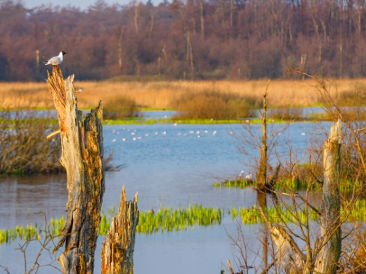 L'Europa non può permettersi di indebolire le proprie leggi sulla tutela delle acque