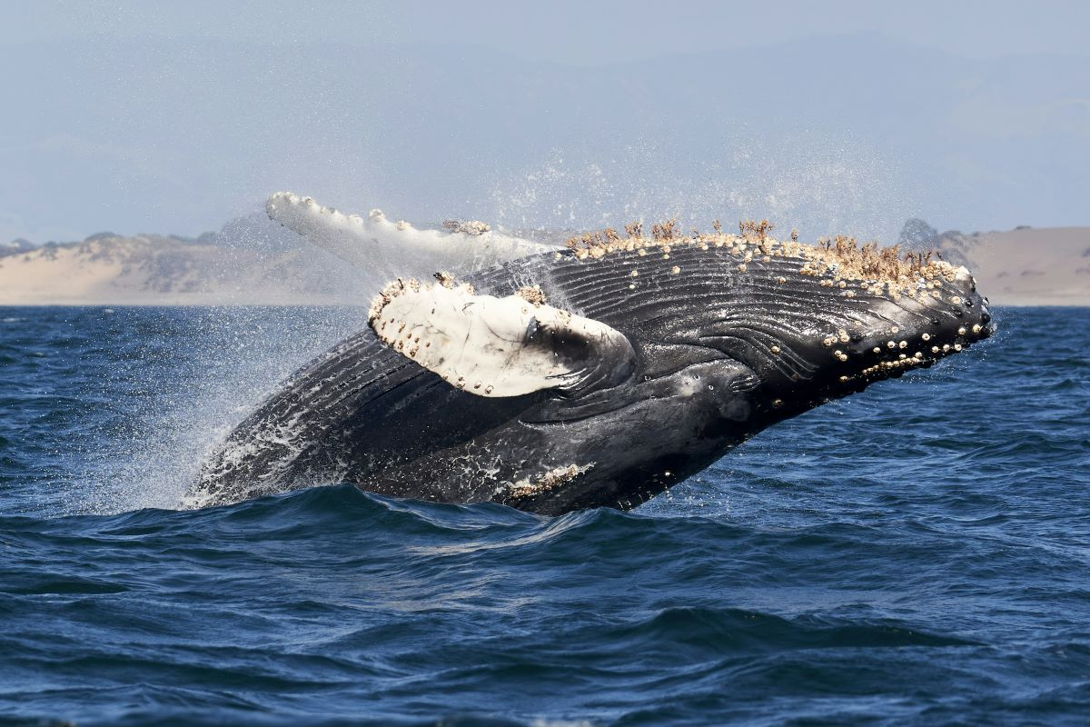 Dalle balene agli algoritmi: l'America Latina può guidare un'AI ispirata alla natura