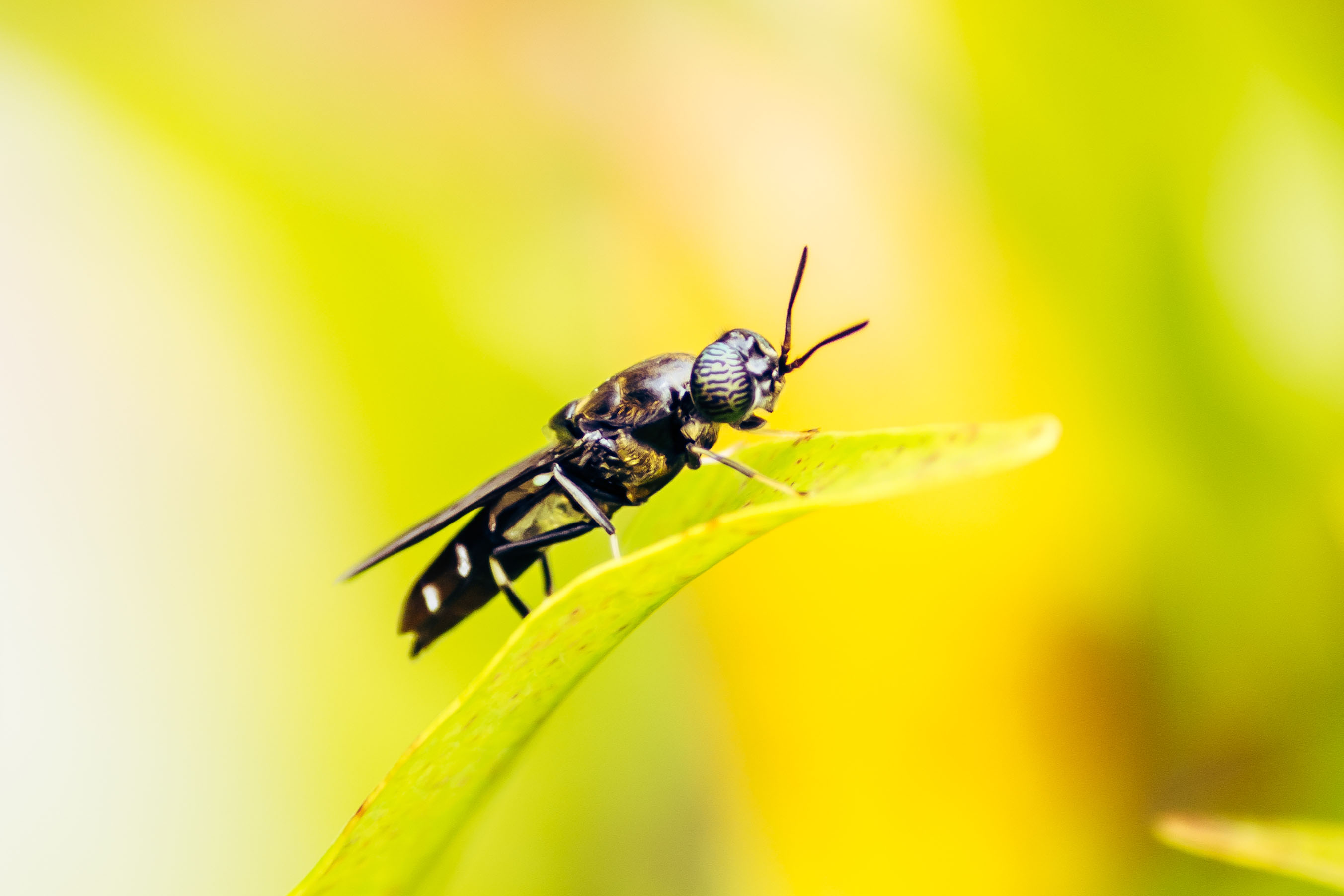Flies4Value: mosche soldato contro lo spreco alimentare