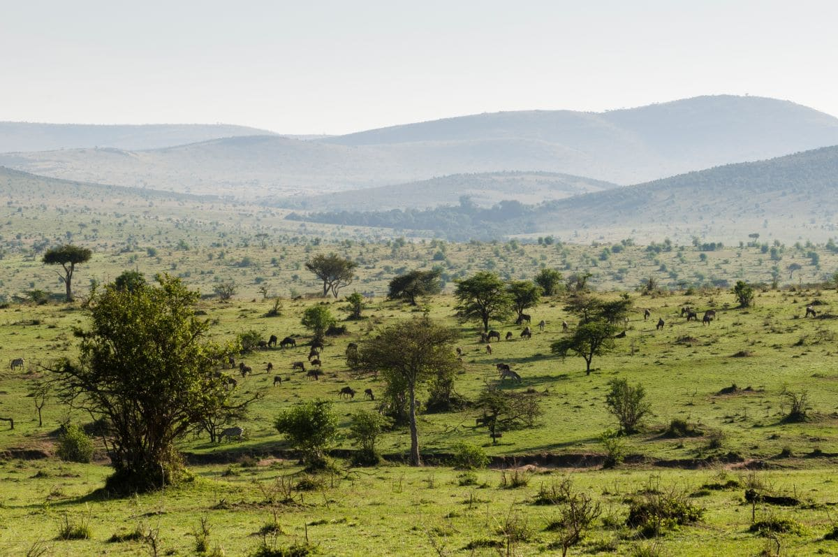 Northern Kenya Rangelands Carbon Project, a soil carbon market