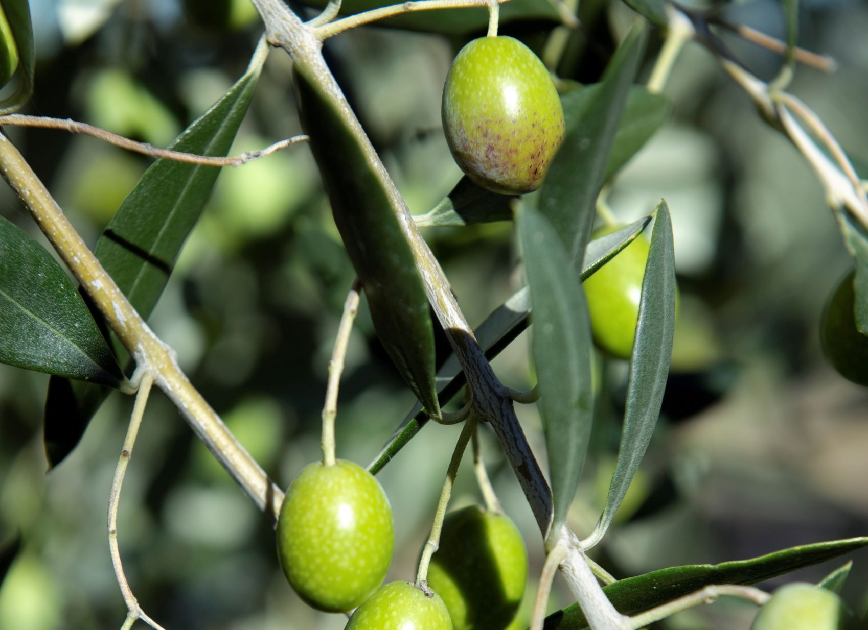 Per un olio d’oliva più sostenibile e tracciabile. Il percorso di Monini