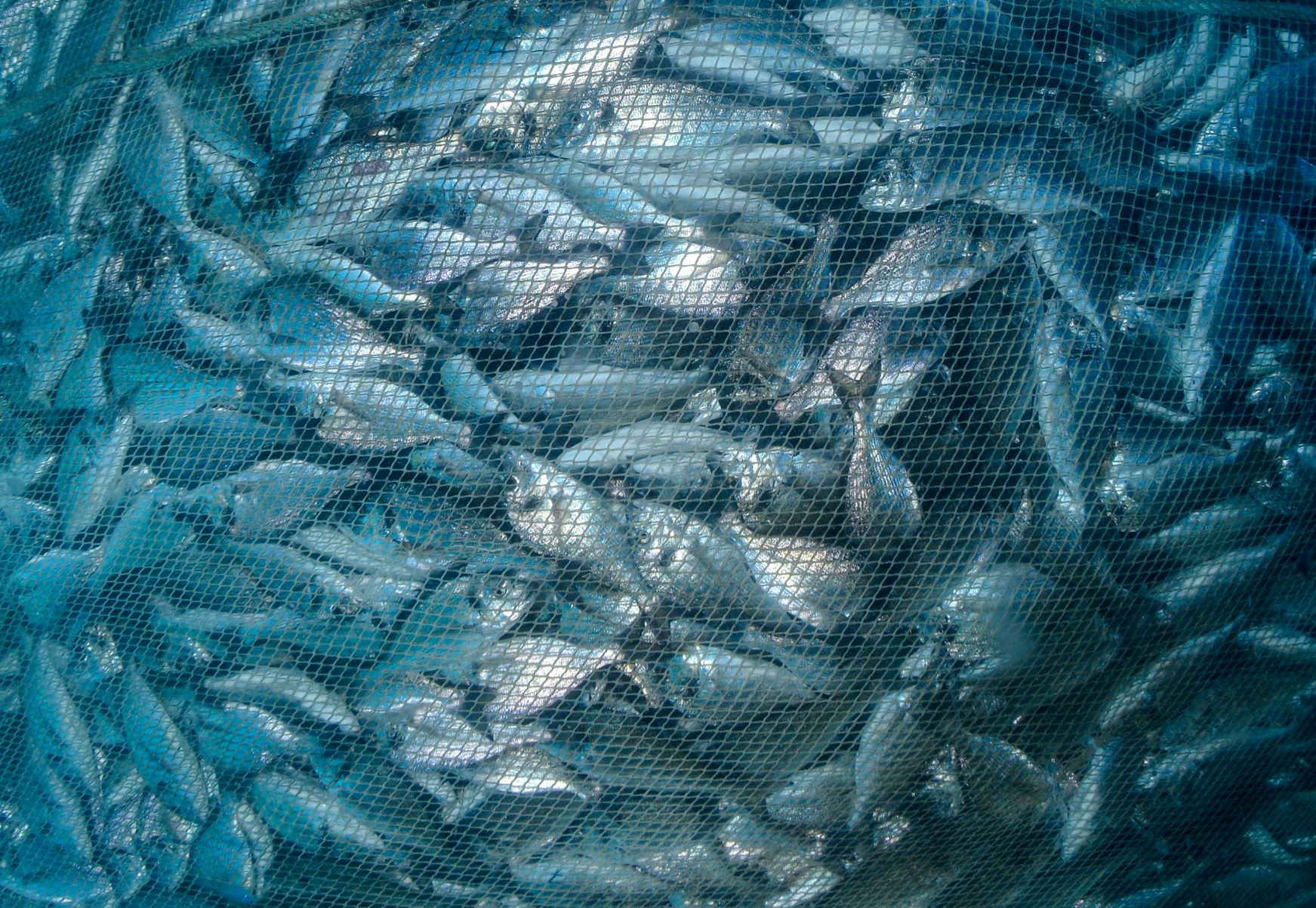 Pesca insostenibile: chi sta svuotando il Mediterraneo?