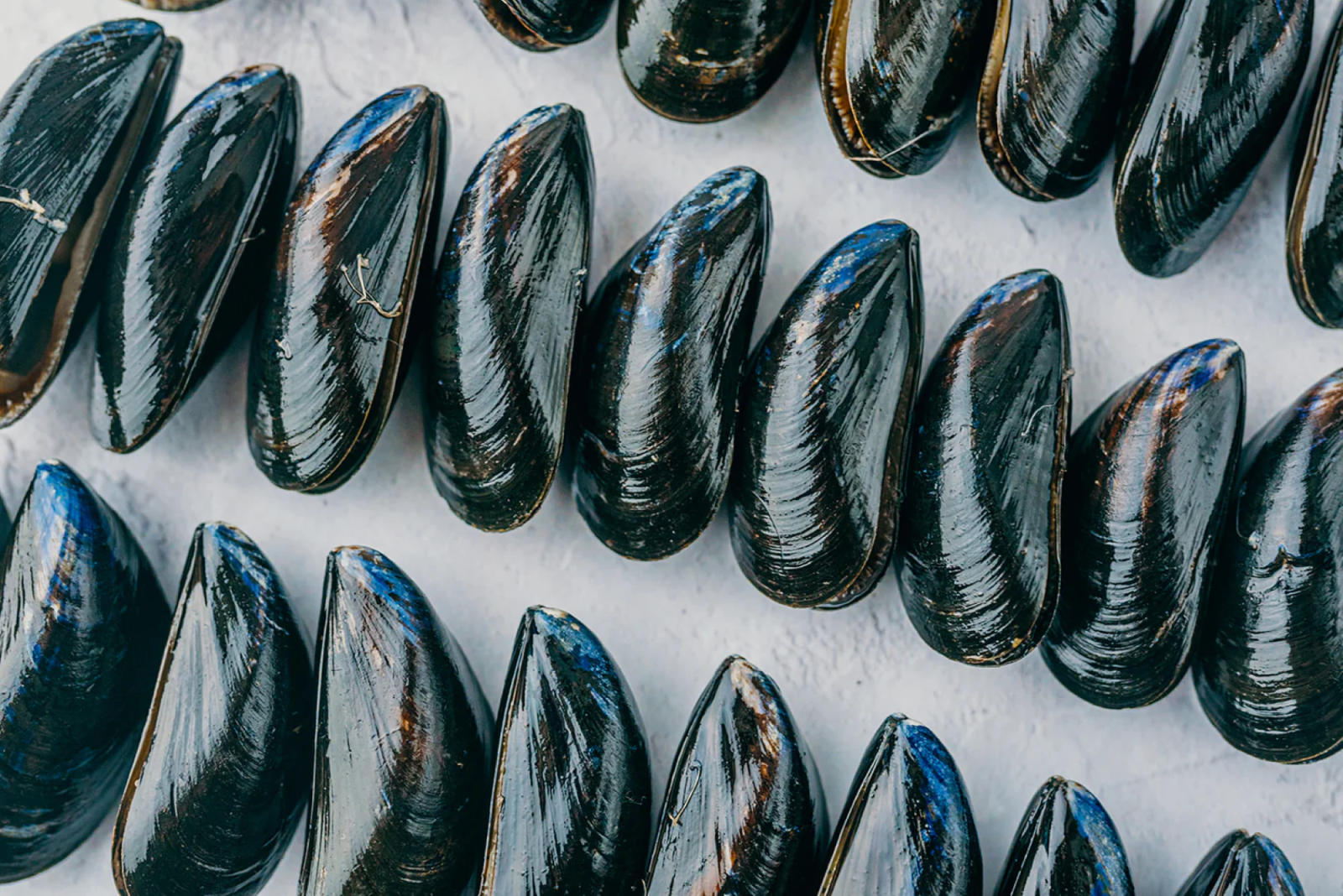 Startup, Pesky Fish: The Catch of the Day without Intermediaries, against Waste and Bycatch
