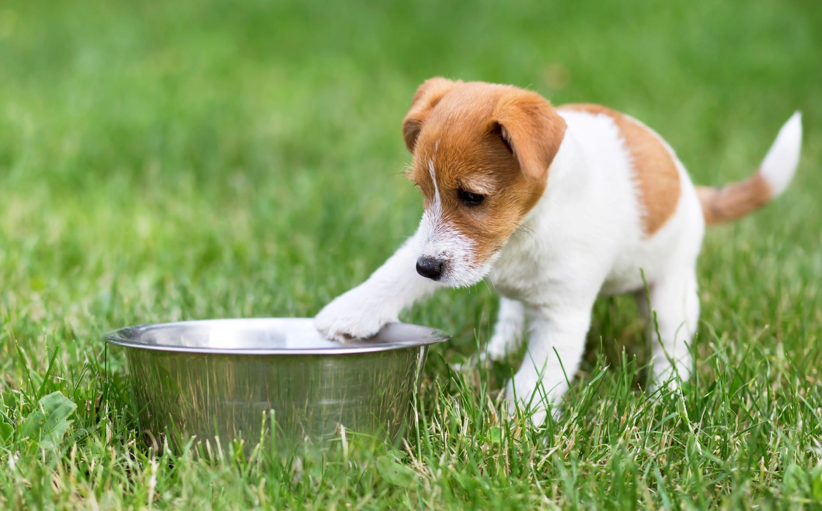Startup: Real Bowl, pet food pronto e fresco a domicilio