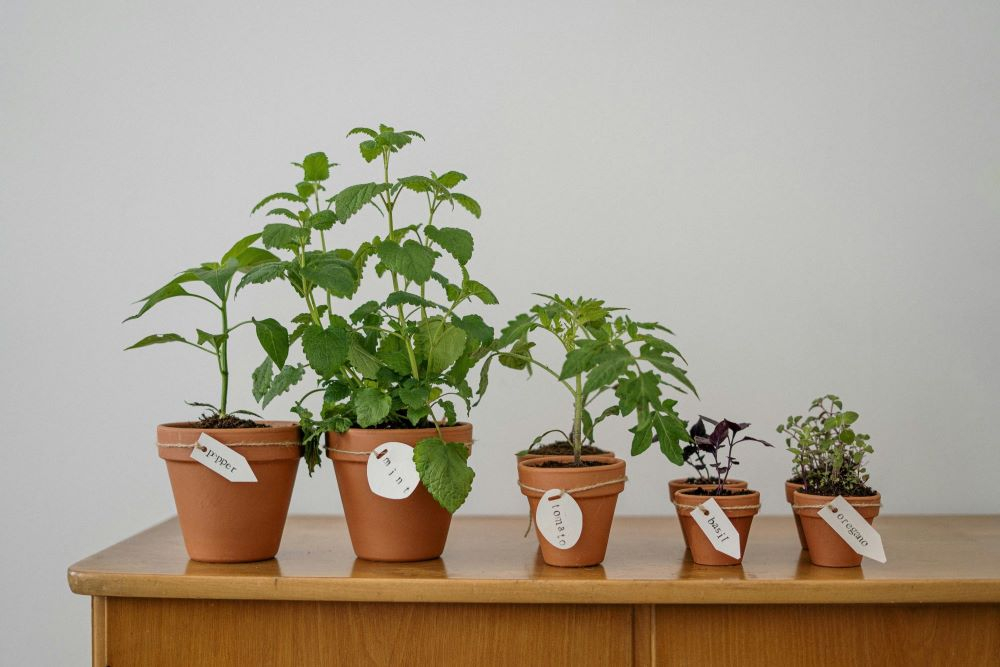 Nature-based Solutions, the importance of definitions