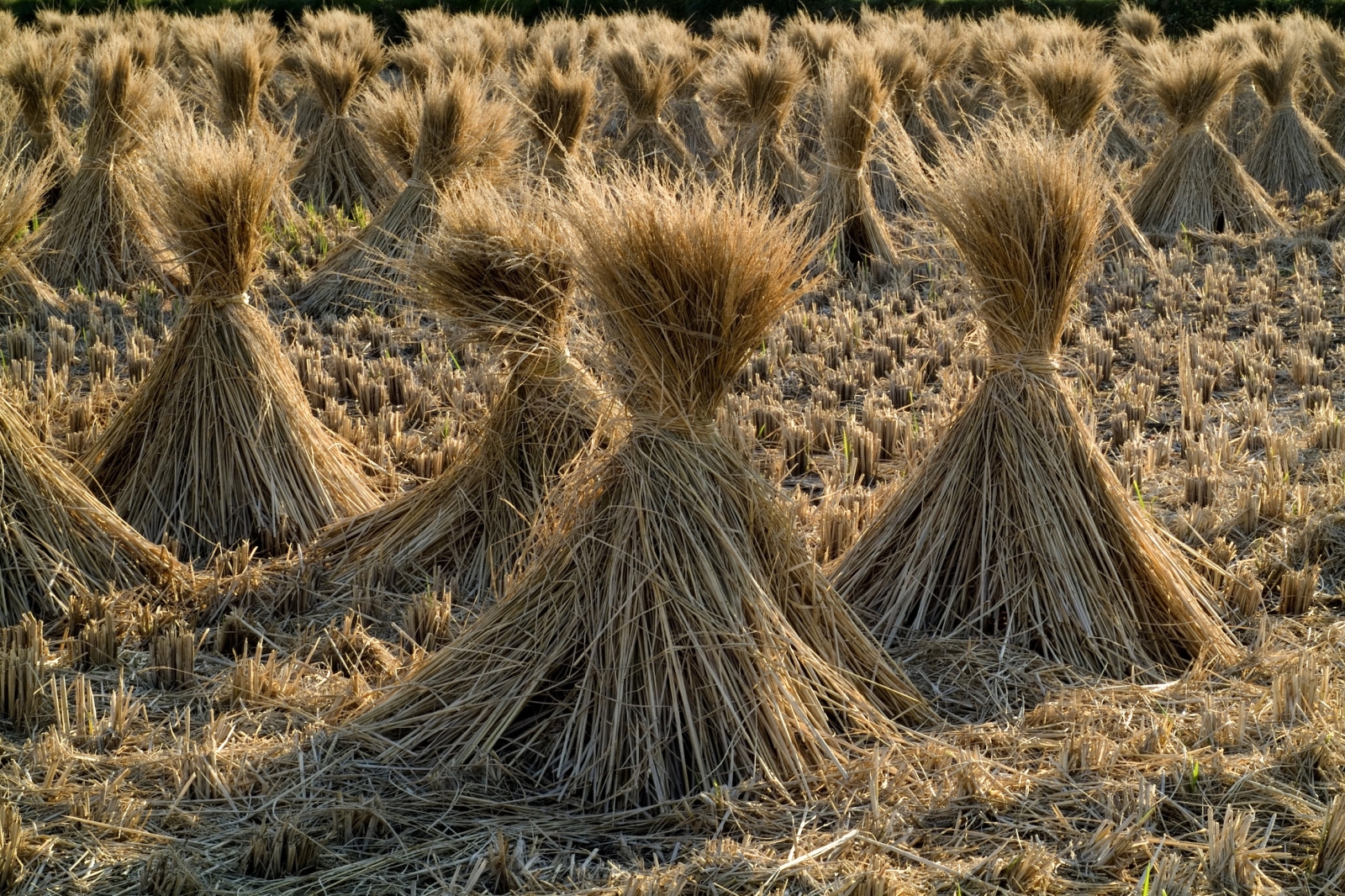 Startup, S.Lab: imballaggi biobased in alternativa al polistirene espanso